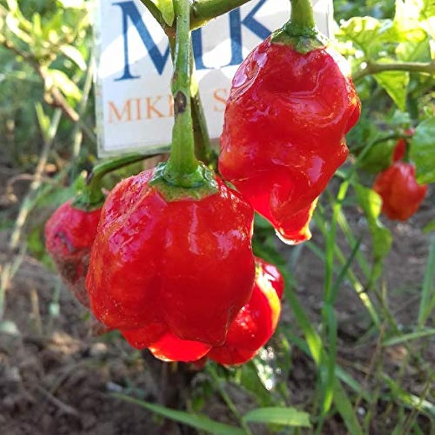 ScoutSeed Red Ghost Pepper, 10 semillas, semillas, Capsicum chinense (205) awJoLvbk