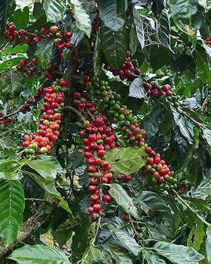 SANTANA AUTÉNTICO - Granos de café enteros, crema de café prémium, comercio justo, 100% arábica, República Dominicana, suave y aromático, 1 kg ecZVSvpj